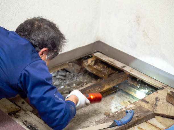 Trusted Saratoga, WY Mold Remediation Experts