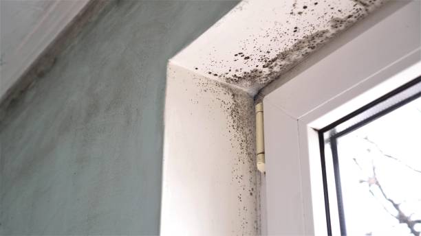 Best Black Mold Remediation in Saratoga, WY