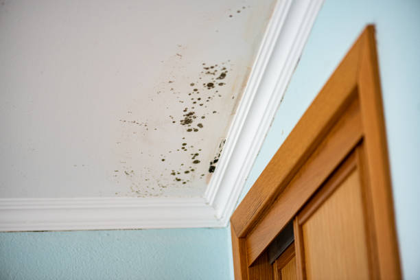 Best Residential Mold Remediation in Saratoga, WY