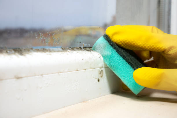 Best Crawl Space Mold Remediation in Saratoga, WY