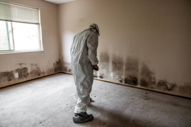 Best Black Mold Remediation in Saratoga, WY