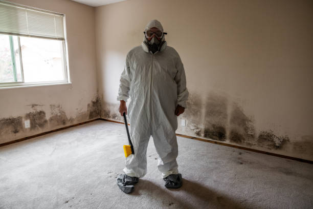 Best White Mold Remediation in Saratoga, WY