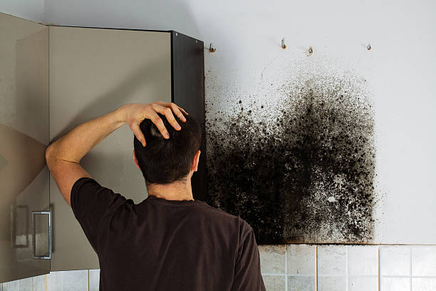 Best Residential Mold Remediation in Saratoga, WY