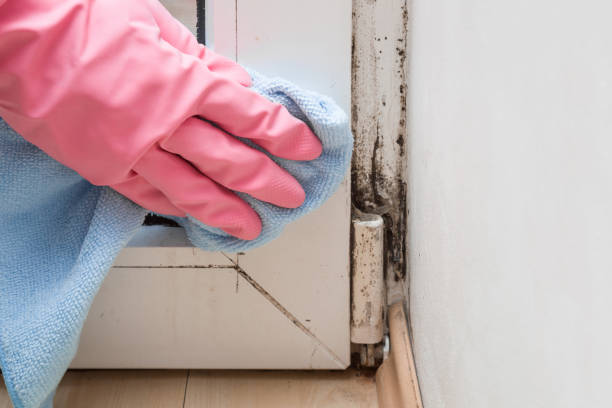 Best Crawl Space Mold Remediation in Saratoga, WY