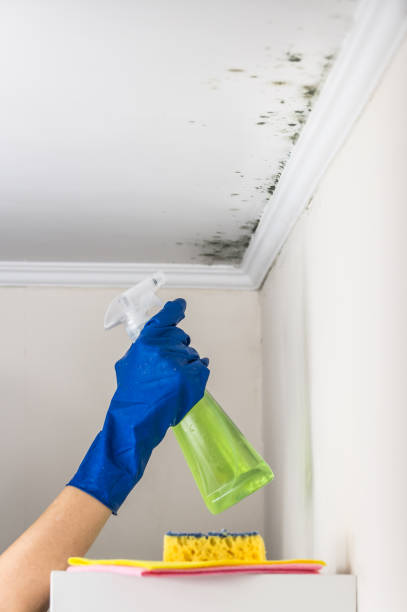 Best Post-Remediation Services in Saratoga, WY